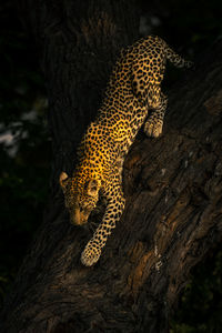 Leopard on tree trunk