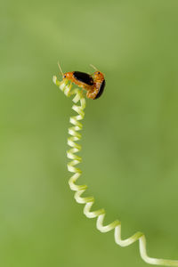 Close-up of insect on leaf