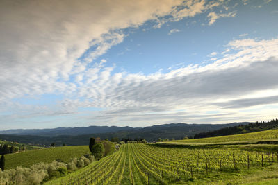 Scenic view of agricultural field against sky