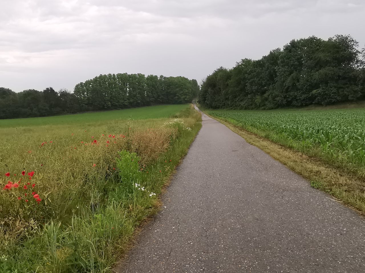 ROAD AMIDST FIELD AGAINST SKY