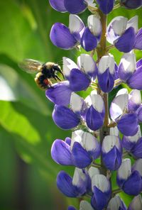 Close-up of bee pollinating on purple flower