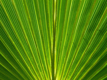 Full frame shot of green leaves