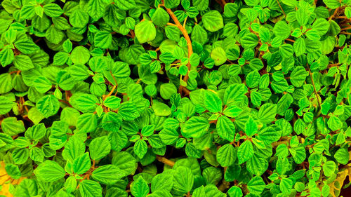 Full frame shot of leaves