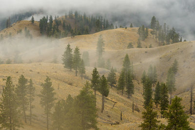 Clouds and fog rolling through the trees