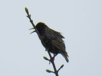 Low angle view of bird perching on tree against clear sky