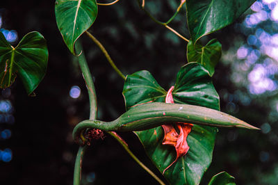 Close-up of wet plant