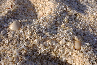 Full frame shot of seashells