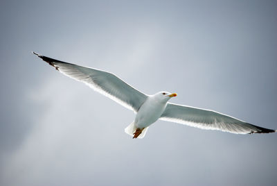 Low angle view of seagull flying