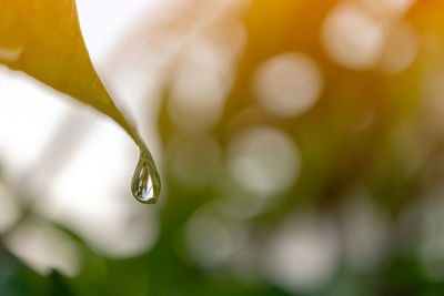 Close-up of water drops on plant