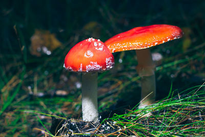 mushroom