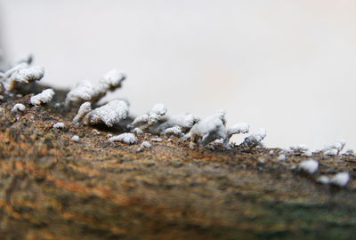 Close-up of snow on rock