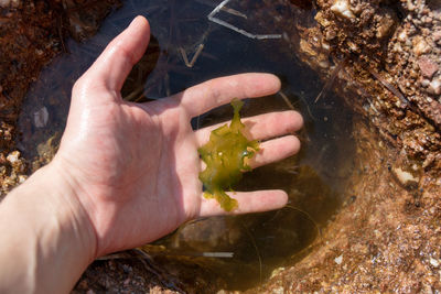 High angle view of men holding seaweed over puddle amidst rock formation