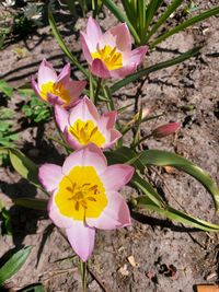 High angle view of purple crocus flowers on field