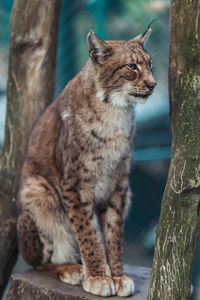 Cat sitting on tree trunk