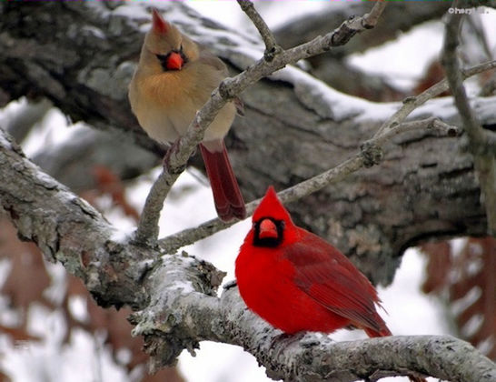 Male and Female Cardinal birds in a tree. Bird Photography Birds_collection Birds Of EyeEm  Birds Attractive EyeEm Best Shots EyeEm Selects EyeEm Gallery EyeEmNewHere EyeEm Nature Lover EyeEmBestPics Eyeemphotography EyeEm Best Shots - Nature EyeEm Masterclass Eyeem Market EyeEm Winter Wintertime Snow Popular Popular Photos Taking Photos Taking Pictures Streamzoofamily Streamzoo Beautiful Beauty Beauty In Nature
