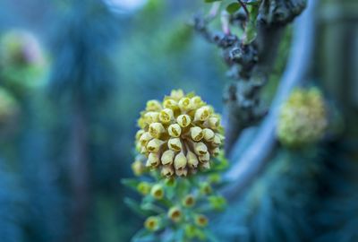 Close-up of yellow flowers blooming outdoors