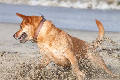 Dog on beach