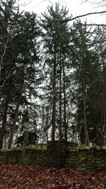 Low angle view of trees against sky