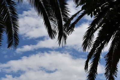 Low angle view of coconut palm tree against sky