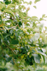 Low angle view of flowering plant on tree