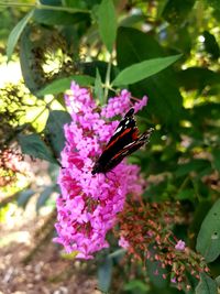Close-up of butterfly on purple flower
