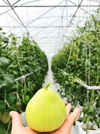 Cropped hand holding food at greenhouse