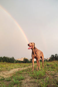 View of dog standing on field against sky