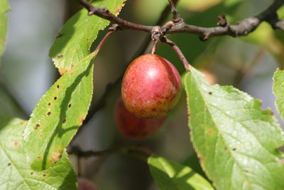 Close-up of red berries on tree