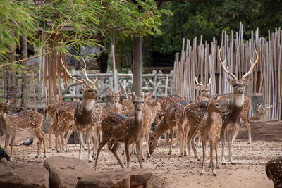 Herd deer that gather in the zoo.many deer are standing and looking at camera.