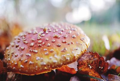 Close-up of mushroom growing by leaves on field