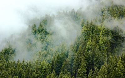 Scenic view of forest against sky