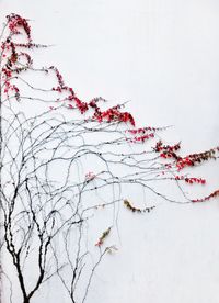 Red flowering plant against snow covered tree