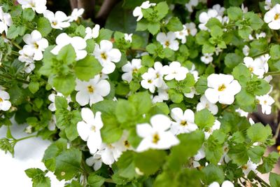 Close-up of white flowering plants