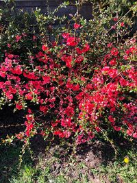 Red flowering plant