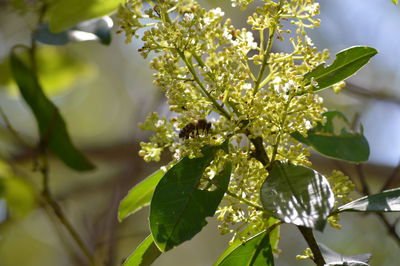 Close-up of plant growing on tree
