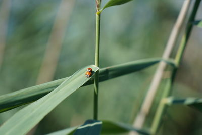 Close-up of ladybug on plant