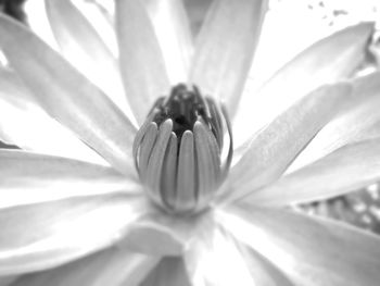 Close-up of flower