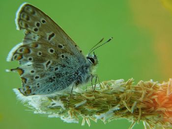 Close-up of butterfly on flower