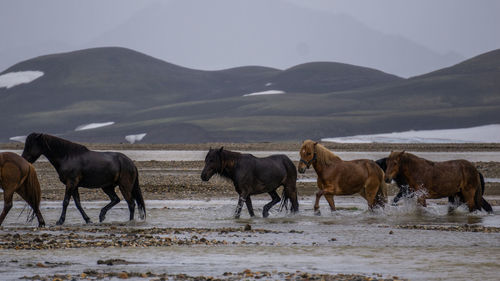 Horses in the mountains