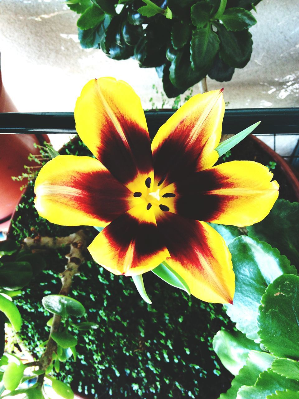 CLOSE-UP OF YELLOW FLOWER