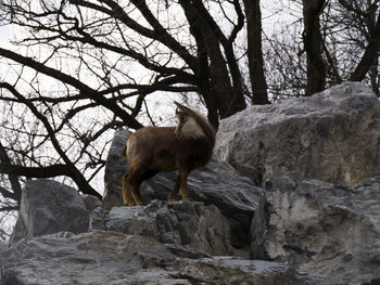 Squirrel on rock in forest