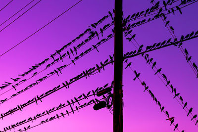 Low angle view of silhouette birds perching on electricity pylon against clear sky