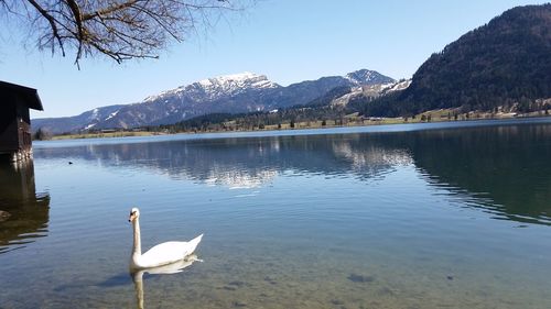 Swans on lake against mountain range