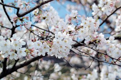 Close-up of apple blossoms in spring