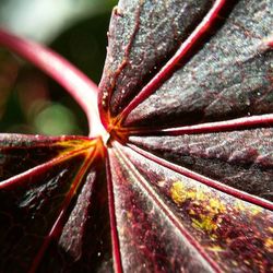 Close-up of leaf