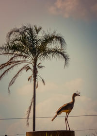 Bird perching on a tree