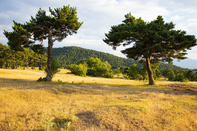 Trees on field against sky