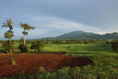 Scenic view of agricultural field against sky