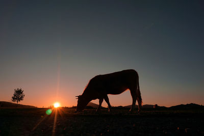 Horse on field against sky during sunset