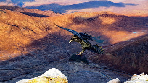 Bird flying over rock